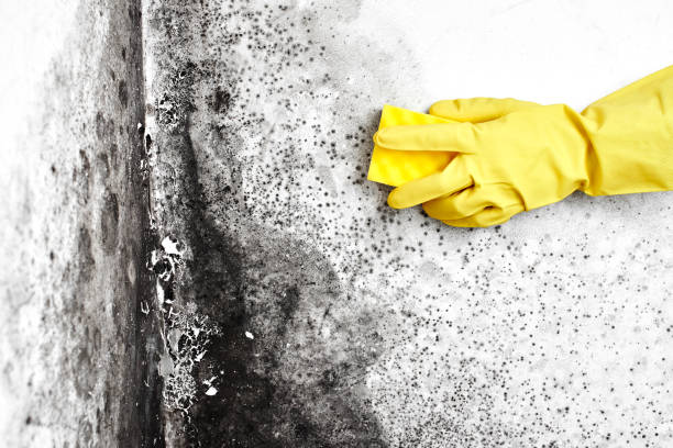 Office Mold Removal Services in Barton Creek, TX