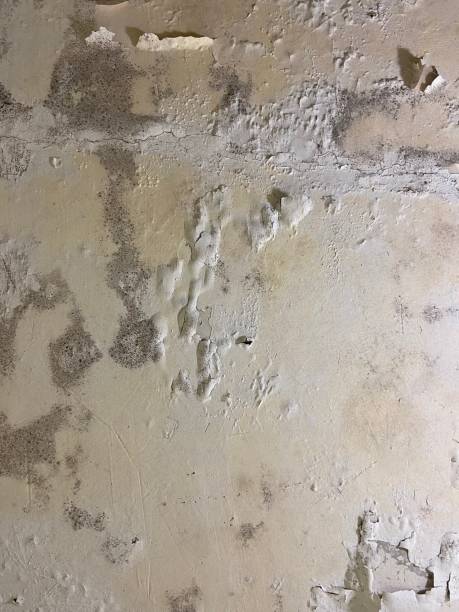 Trusted Barton Creek, TX Mold Removal Experts