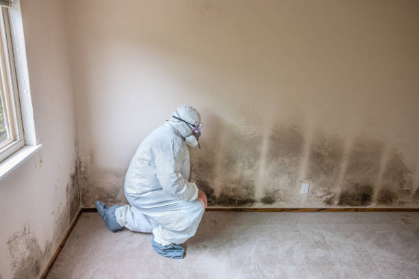 Best Mold Damage Repair  in Barton Creek, TX