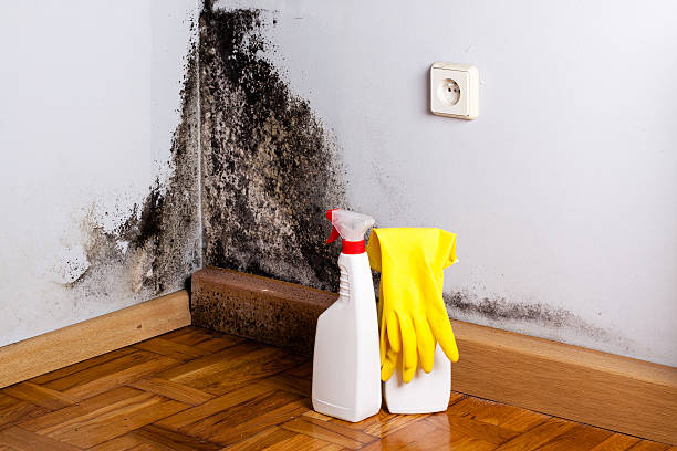 Best Commercial Mold Removal  in Barton Creek, TX