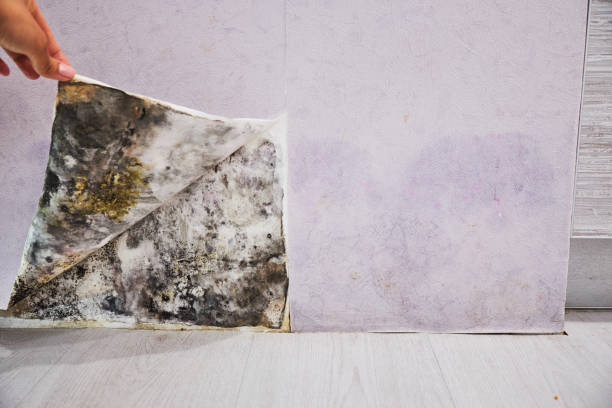 Best Residential Mold Removal  in Barton Creek, TX
